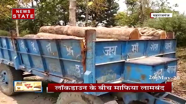 महाराजगंज: लॉकडाउन के बीच माफियाओं ने काट डाले सैकड़ों पेड़, वन विभाग रहा बेखबर