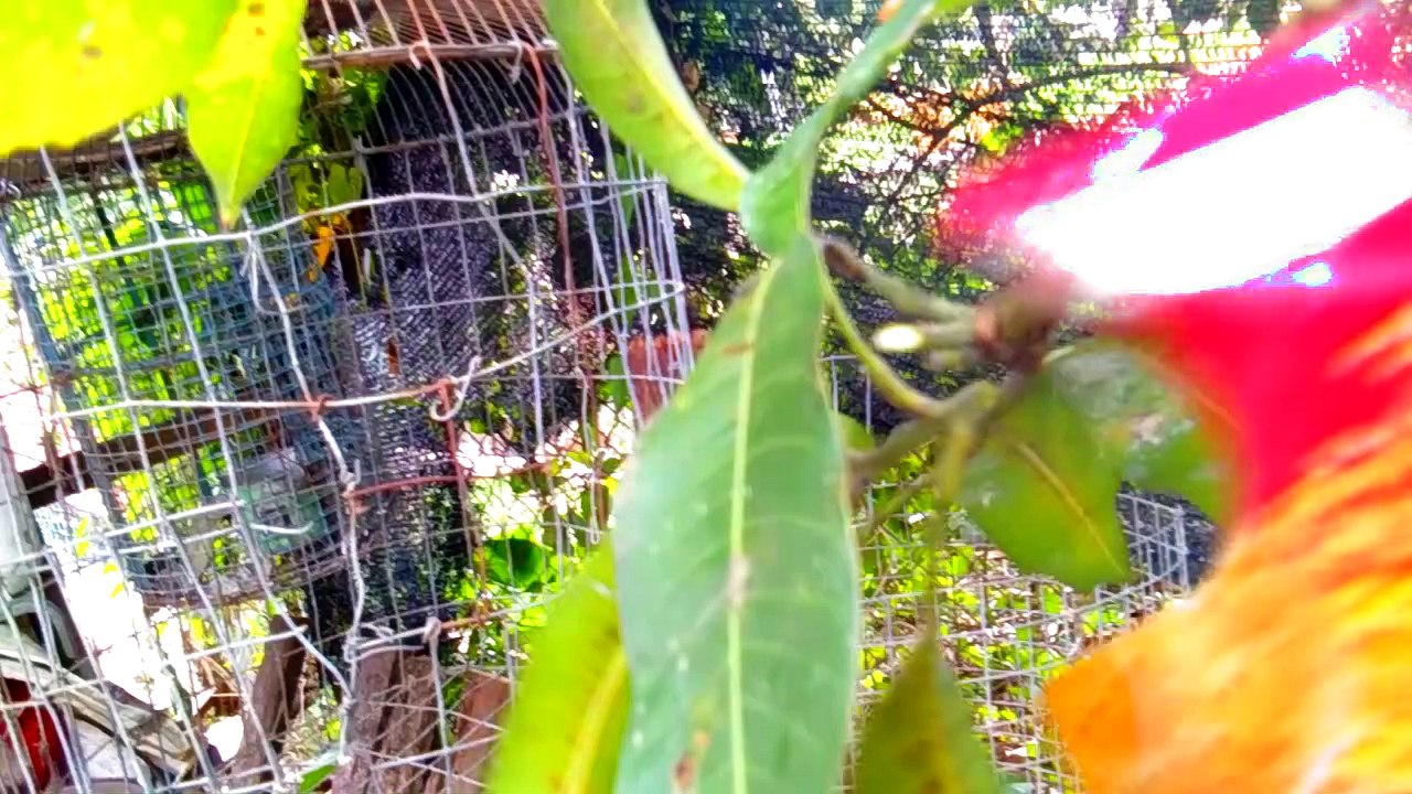 New_invention How to pluck fruits