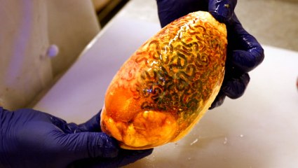 A Denver institution has been serving Rocky Mountain oysters for 125 years