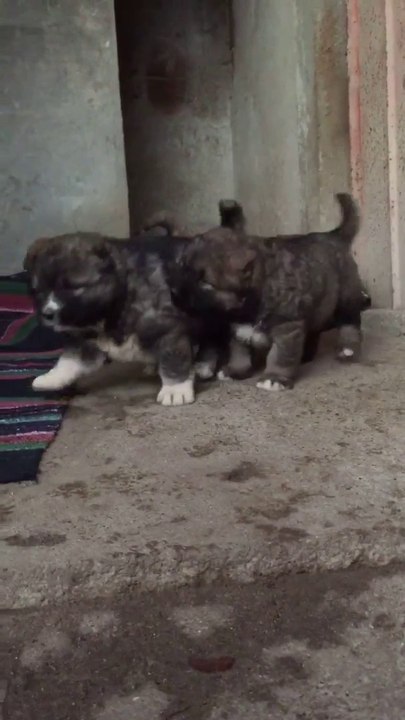 DUNYAYA YENi GELMiS KAFKAS COBAN KOPEGi YAVRULARI - CAUCASiAN SHEPHERD DOG PUPPiES