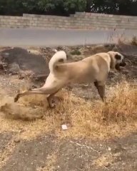 SiMiT KUYRUK 4*4 KANGAL KOPEGi - 4*4 KANGAL SHEPHERD DOG