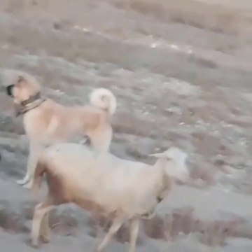 AKBAS, KANGAL COBAN KOPEKLERi GOREVi BASINDA - AKBASH, KANGAL DOGS at MiSSiON