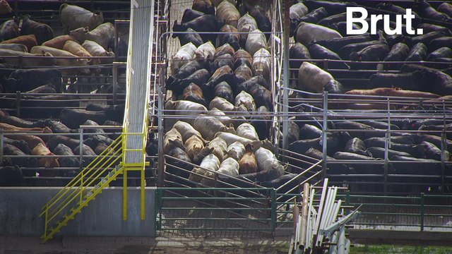 Millions of animals killed in American slaughterhouses because of COVID-19