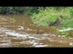 Duck Reunites With Lost Ducklings While Trying to Cross Water Stream During Rain Storm
