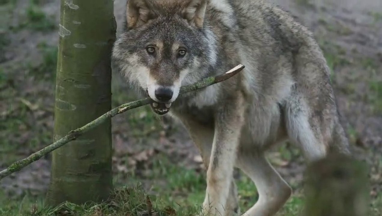 Beautiful Wild Animals you never seen before