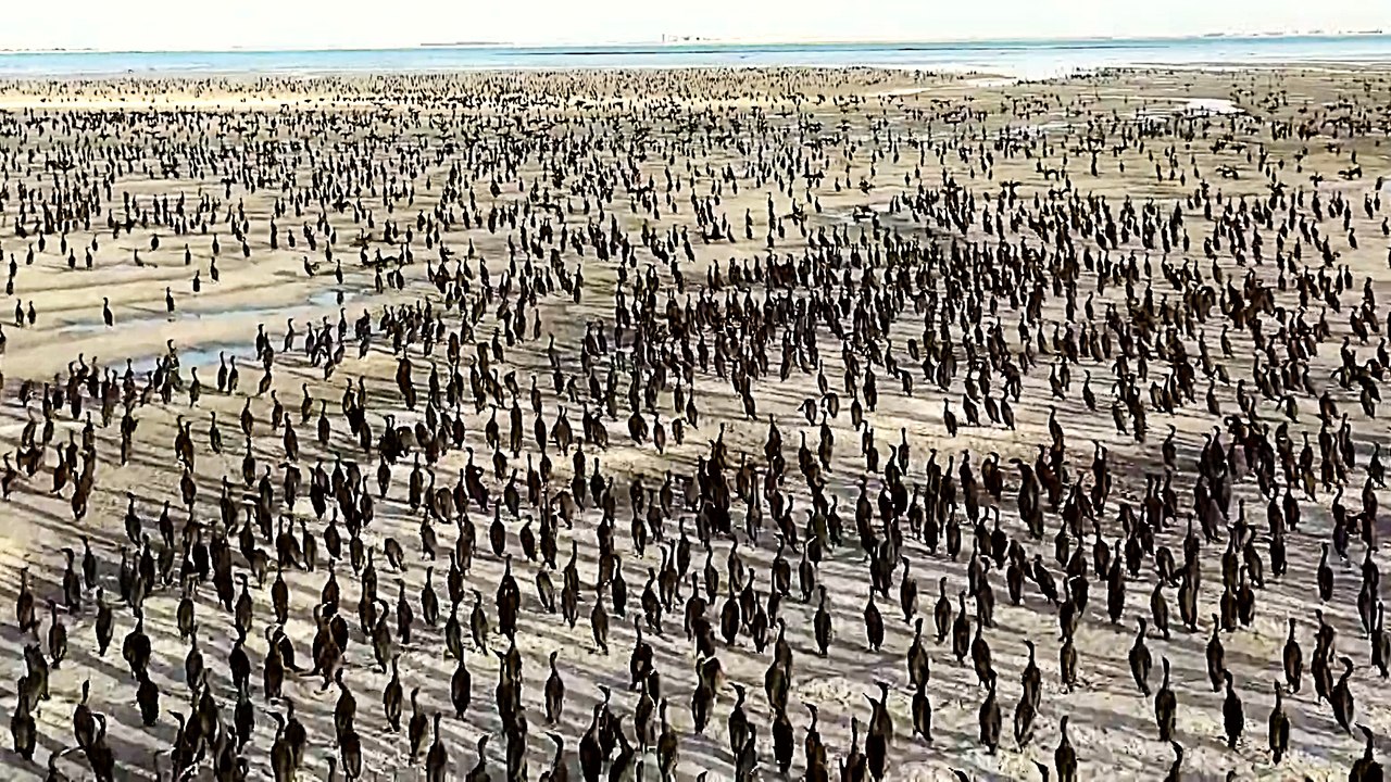 Qatar's birdlife thriving amid pandemic restrictions