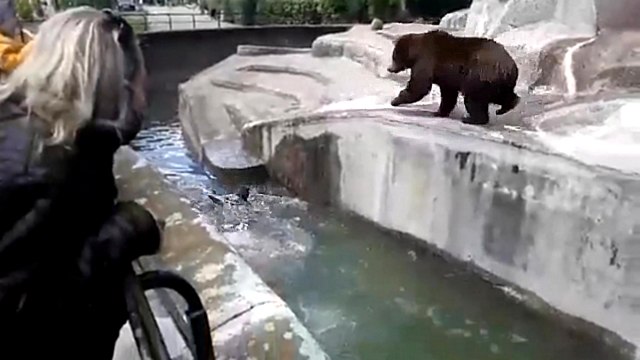Un homme bourré tente de noyer une ourse dans un zoo