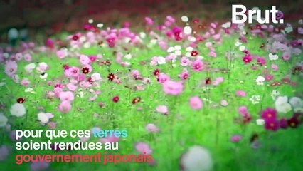 La colline de Kochia, l'un des plus beaux parcs au Japon