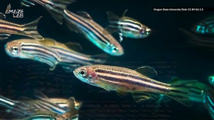 Could Fish Lead to Better Fertility Treatments for Humans?