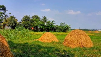 Nature beauty just soothing || বাংলার অপরূপ প্রকৃ‌তি সৌন্দর্য || ধান‌ক্ষে‌তে‌র সোনালী খড়।