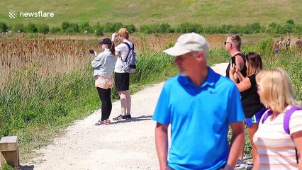 1000's flock to closed nature reserve in Yorkshire, where a Crocodile was spotted