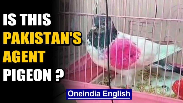 Police cage bird after it is suspected of spying in J&K's Kathua| Oneindia News