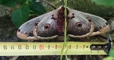 Le plus grand papillon de nuit d'Europe, long de 15 centimètres, a fait son apparition en Bretagne