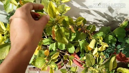 Hibiscus buds falling||leaves turn yellow & dry||Reason & solution