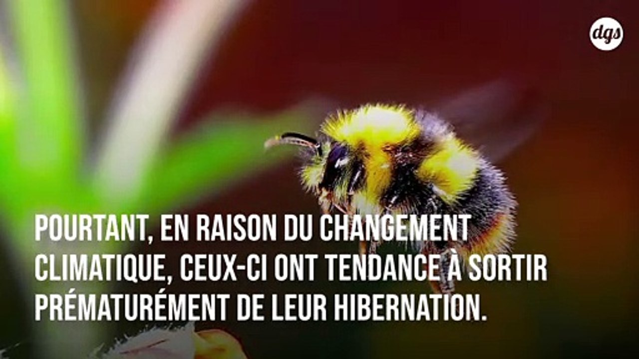 Des bourdons affamés s’attaquent aux feuille de...