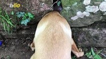 Dog on It! Pooch Gets Head Stuck in Wall