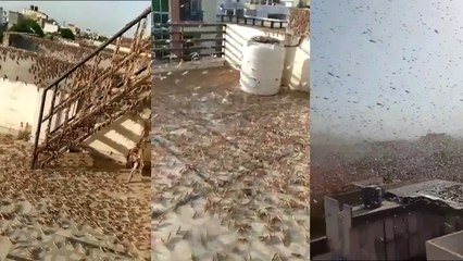 ஜெய்ப்பூரில் நேற்று படையெடுத்த வெட்டுக்கிளிகள் வீடியோ | Oneindia Tamil