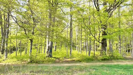 Joyful Song of the Forest Folk | Adventure Music | Music Club | 2020 | *New* 05
