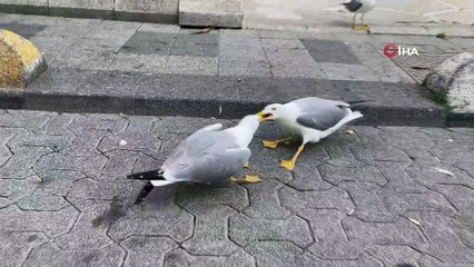 Martıların yemek kavgası kamerada