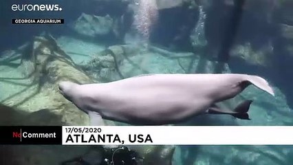 Aquarium releases first footage of newborn beluga whale