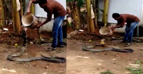 Brave man giving bucket bath to king cobra, viral video