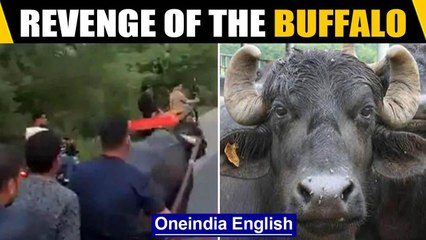 Buffalo viral video: This buffalo won't be cowed down, takes revenge | Oneindia News