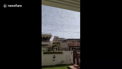 Swarm of locusts descends on Indian city of Jaipur