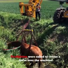 Horse rescue Chatteris