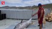 İspanya'da 305 kiloluk dev ton balığı yakalandı