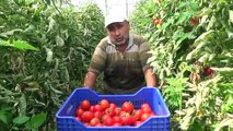 Antalya'da çiftçiler bayramda da üretime ara vermedi