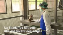 Coronavirus: la Thaïlande dans la course au vaccin avec des tests sur des macaques