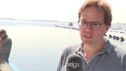Les premières moules récoltées en Nouvelle Zeelande