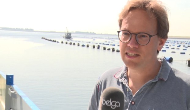 Les premiers bas de moules de corde récoltés en Zélande