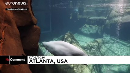 Naissance d'un bébé béluga au Georgia Aquarium d'Atlanta