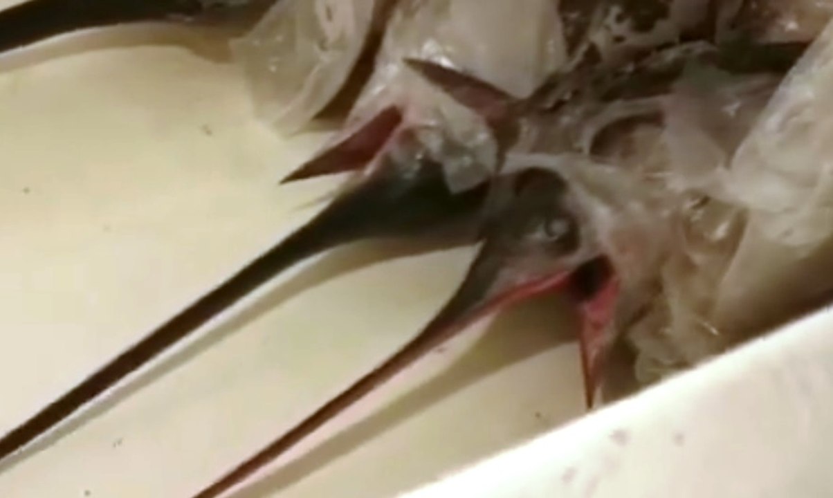 Sicilia - Pesca illegale al largo delle isole Eolie: blitz della Guardia Costiera (26.05.20)