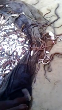 Des indiens relâchent des milliers de serpents... Coutume incroyable