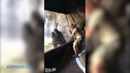 Ce gorille imite son dresseur et c'est adorable