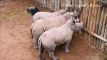 Ces bébés rhinocéros se mettent à pleurer quand on leur enlève leur biberon