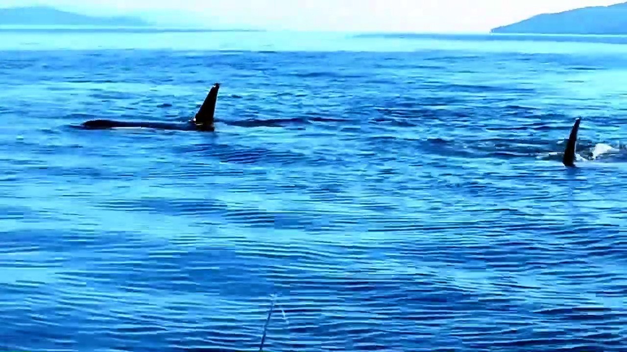 Ces touristes en bateaux se font encercler par un banc d'orques... plutôt inquiétant