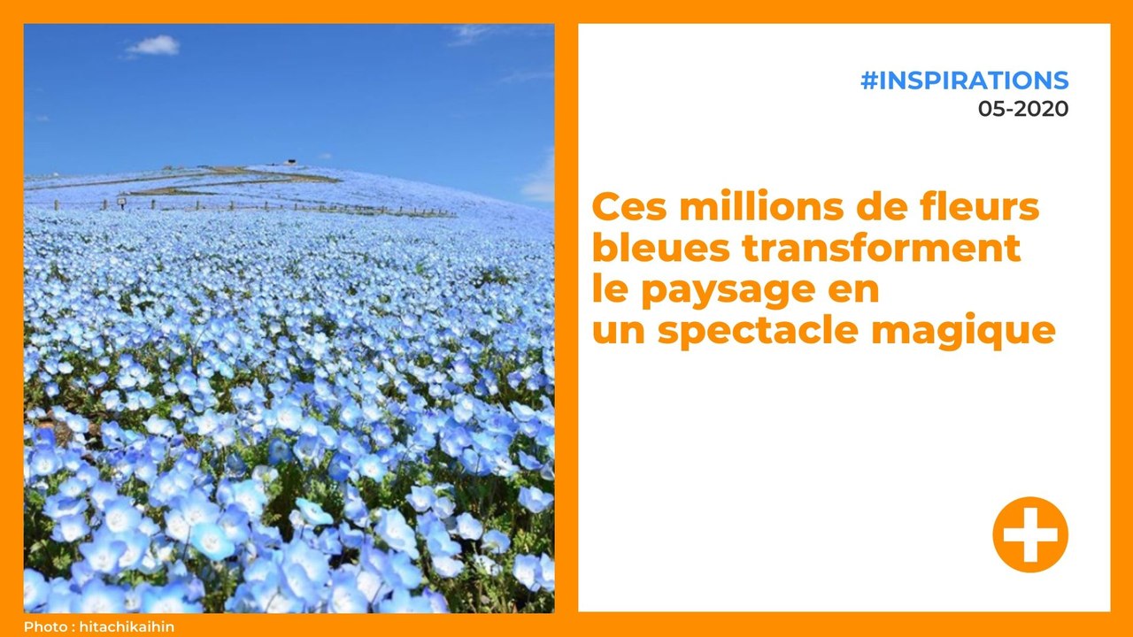 Ces millions de fleurs bleues transforment le paysage en un spectacle magique