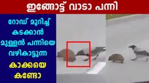 A crow pushes a hedgehog to cross the road: Viral Video | Oneindia Malayalam