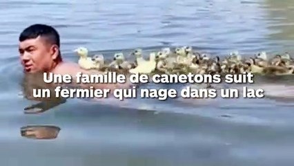 Une famille de canetons suit à la trace un homme qui nage dans un lac