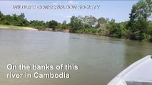 Endangered royal turtles hatch in Cambodia