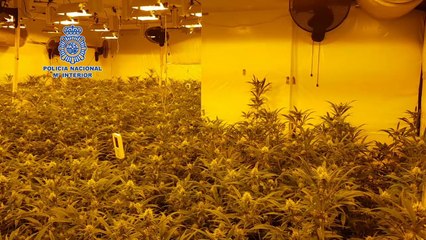 Furnizonin Europën me marijuanë nga Spanja, shkatërrohen 6 laboratorë me drogë të shqiptarëve