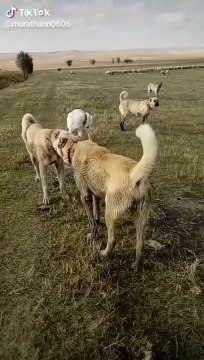 KANGAL KOPEKLERi ve AKBAS KOPEGi ORTAK GOREV - KANGAL DOGS and AKBASH SHEPHERD DOG