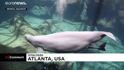 Рождение малютки белухи