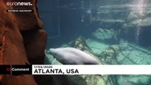 La nascita di un beluga all'acquario di Atlanta (chiuso per coronavirus)