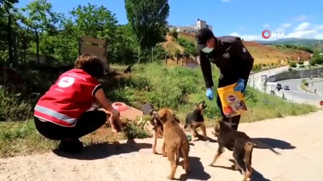 Tunceli’de sokak hayvanları 'vefa' eliyle beslendi
