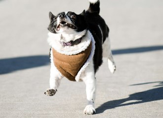 7 Things You Should Never Do While Working Out with Your Dog