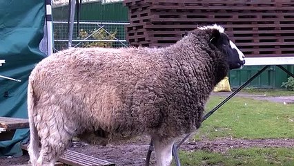 No Animal Left Behind